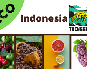 Indonesia Trenggiling<br> Eco